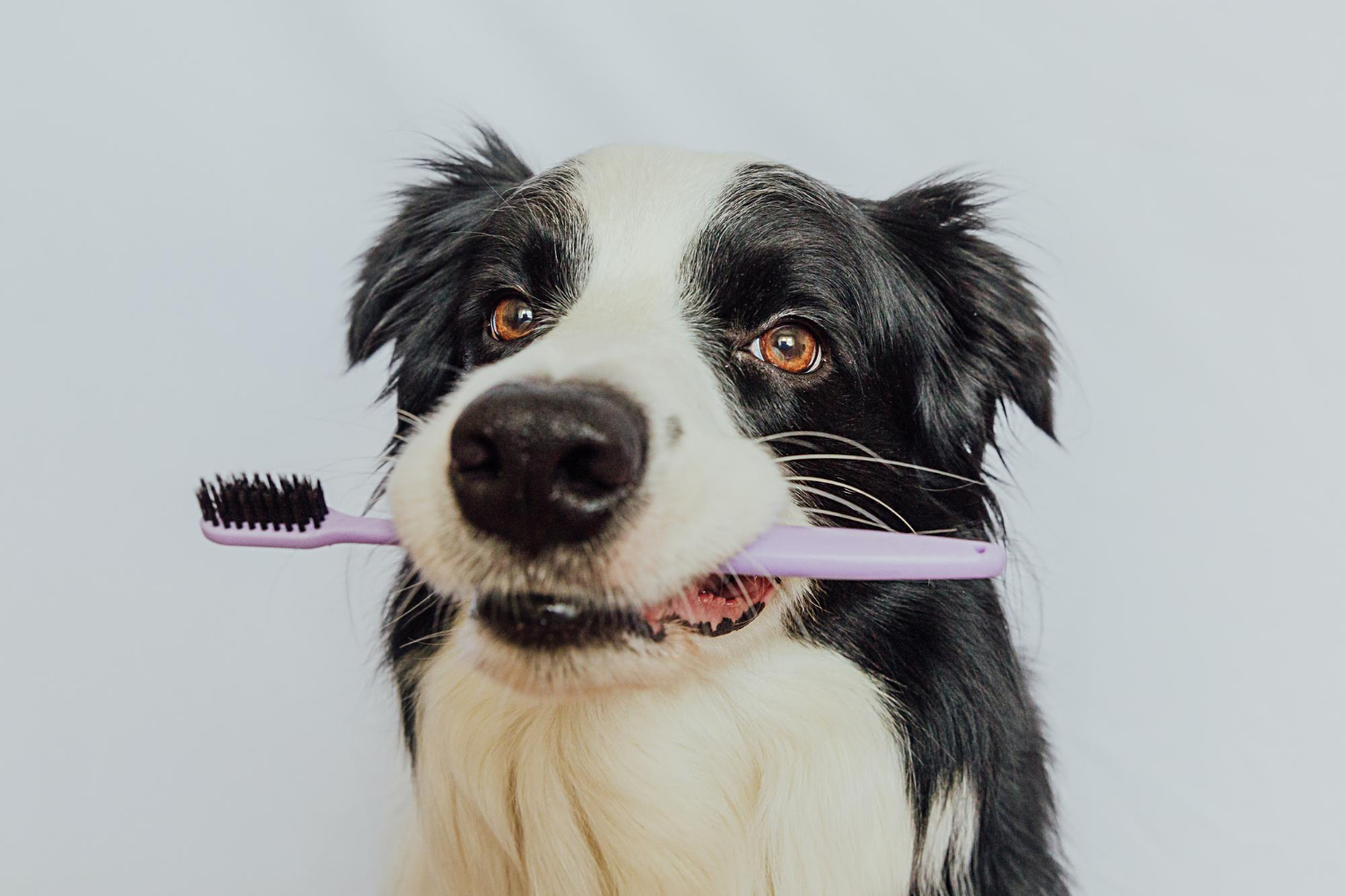 Essential Pet Dental Care: Why Regular Cleanings Are Vital