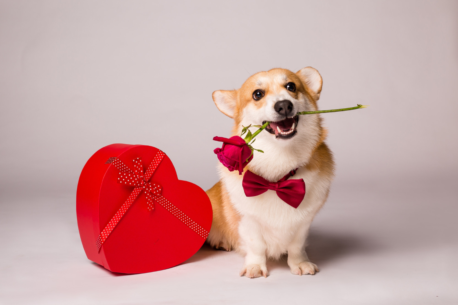 Valentine's Day Pet Safety Tips from Skillman Animal Clinic: Keeping Your Pet Safe and Healthy