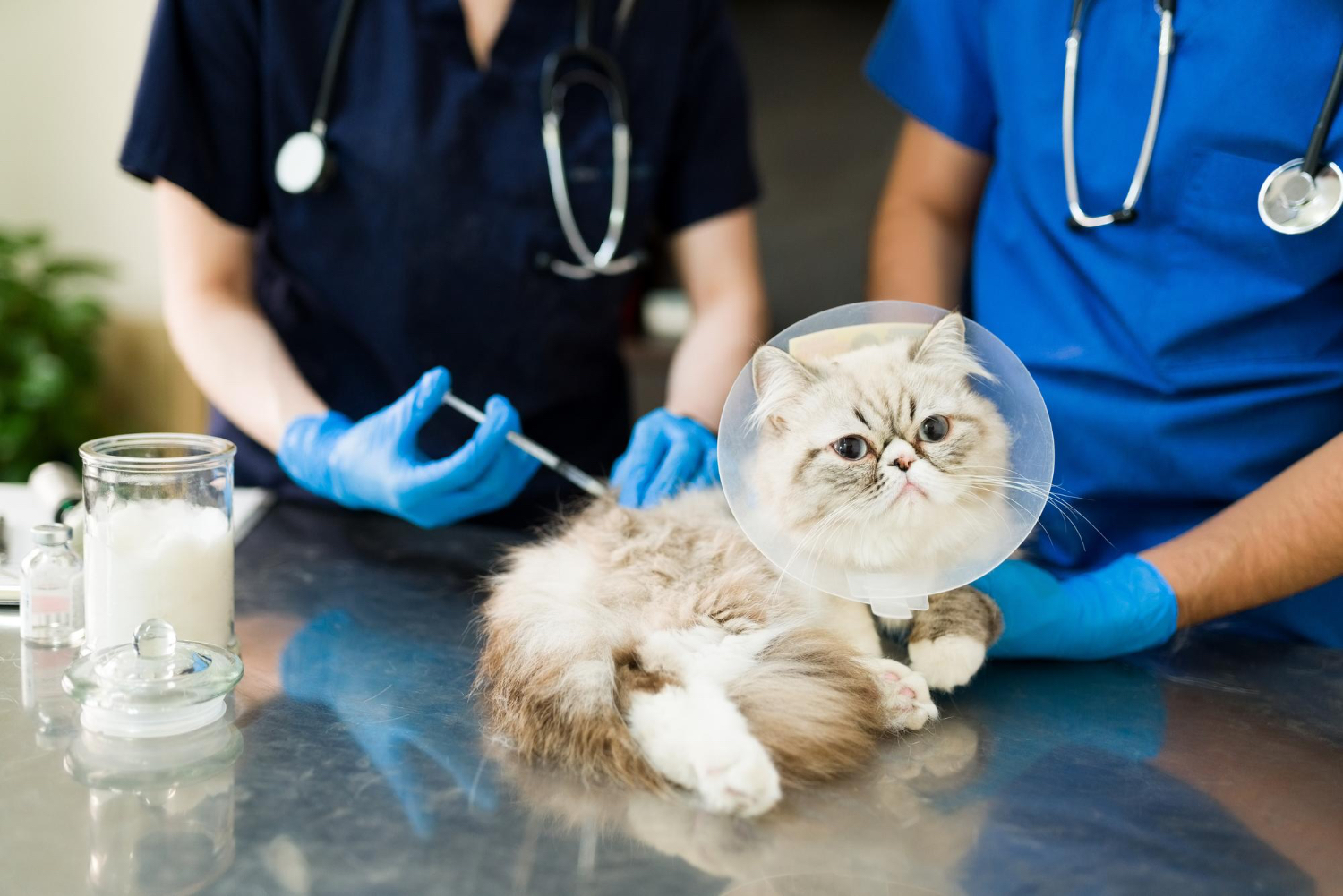 The Importance of Regular Vaccinations for Pet Health