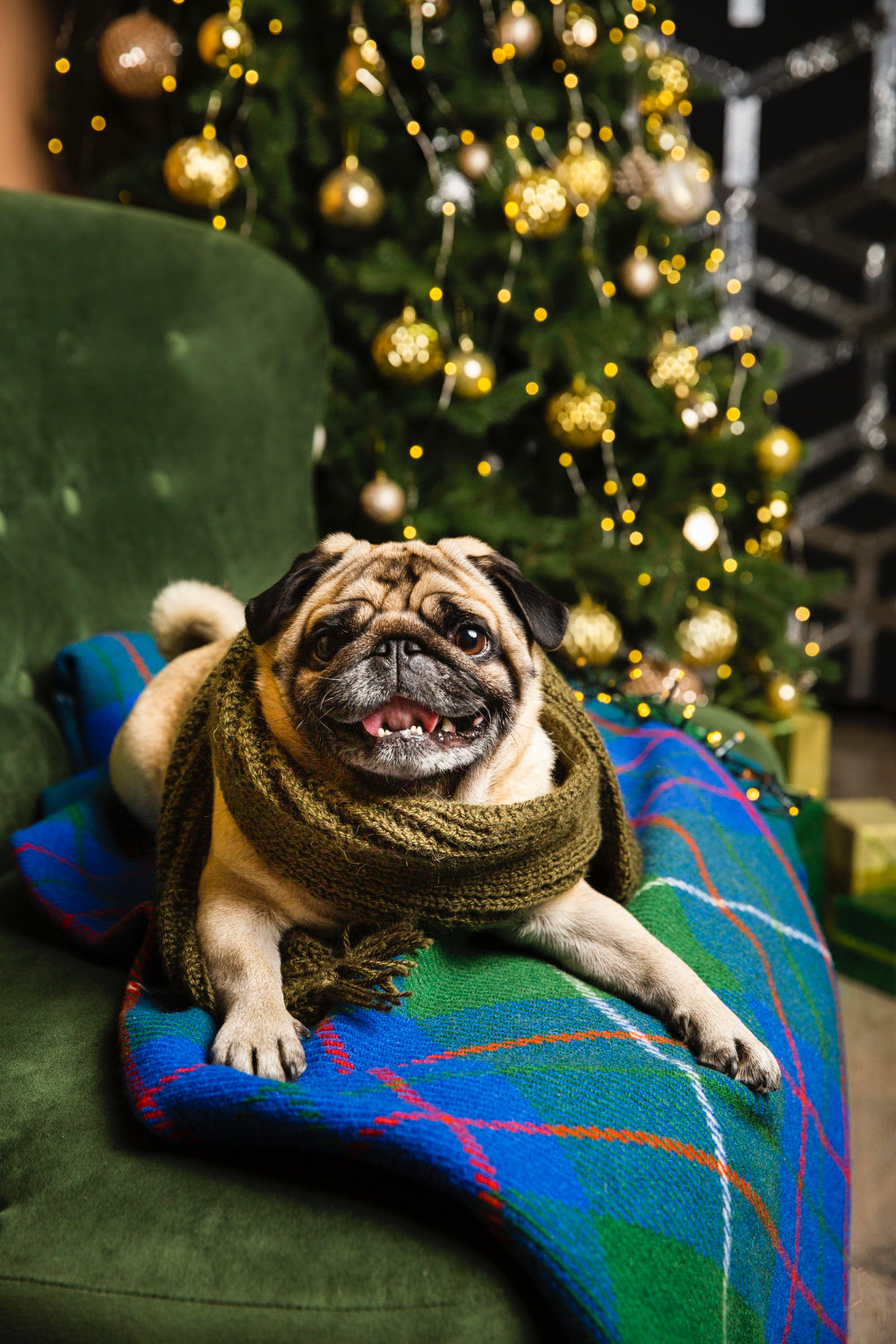 Pet Safety During Holidays: Tips from Skillman Animal Clinic