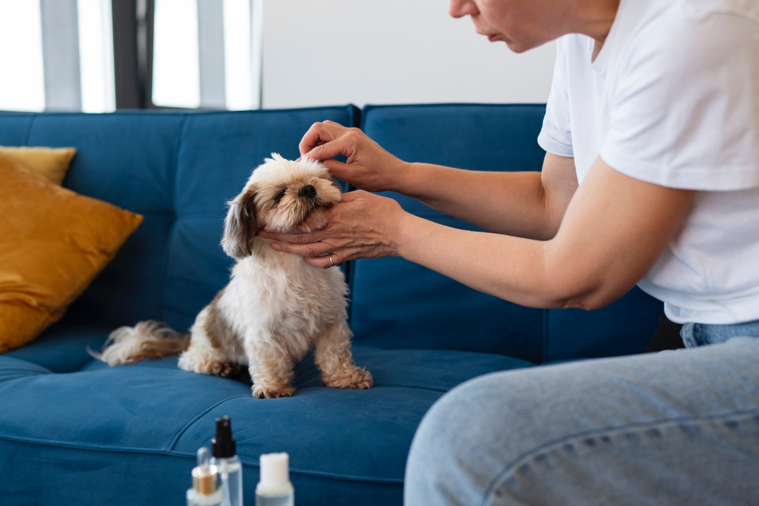 Pet Allergies: Understanding Symptoms and Treatment Options
