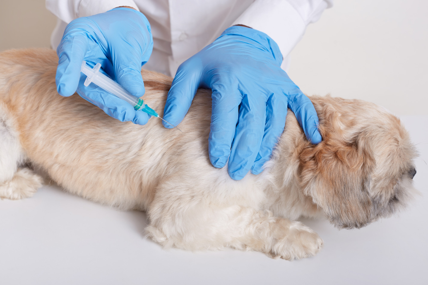 Pet Diagnostics Lab at Skillman Animal Clinic