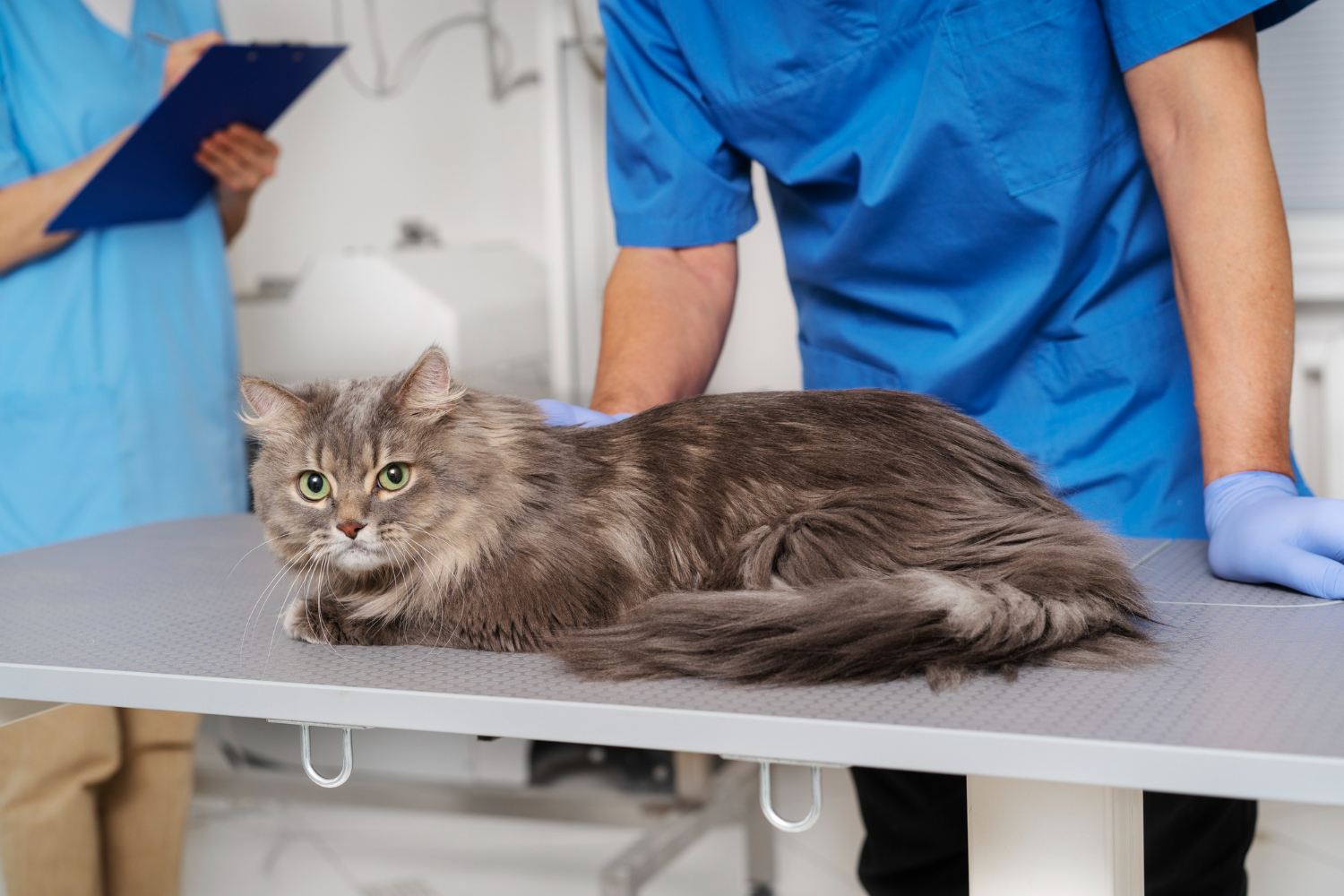 High-Quality Pet Examinations In Sunnyside at Skillman Animal Clinic