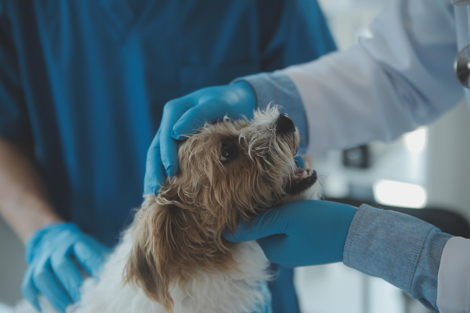 Expert Internal Surgery for Pets at Skillman Animal Clinic