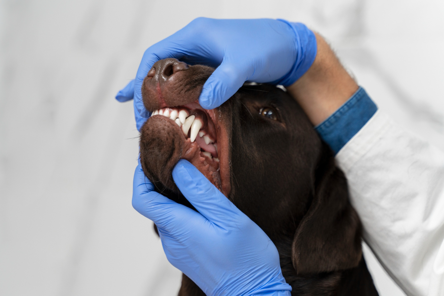 High-Quality Pet Tooth Extractions at a Vet Near You I Skillman Animal Clinic at Skillman Animal Clinic