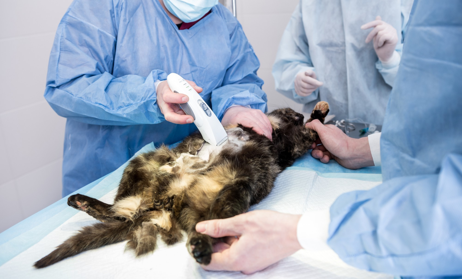 Pet Soft Tissue Surgery I Skillman Animal Clinic at Skillman Animal Clinic