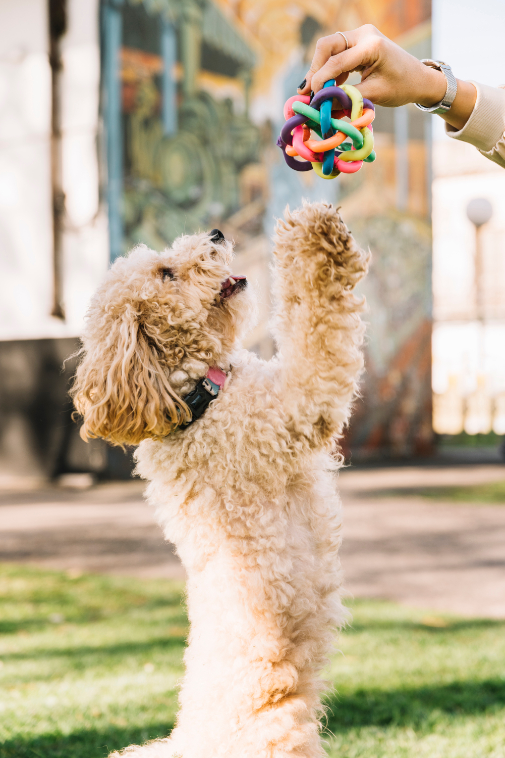 Hip Dysplasia Surgery for Pets at Skillman Animal Clinic