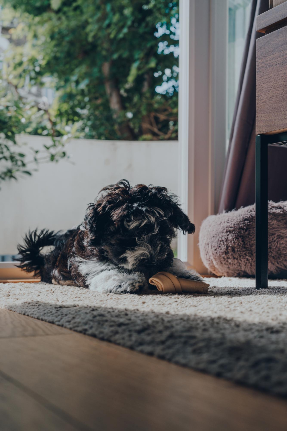Safe Modern Anesthesia for Pets at Skillman Animal Clinic